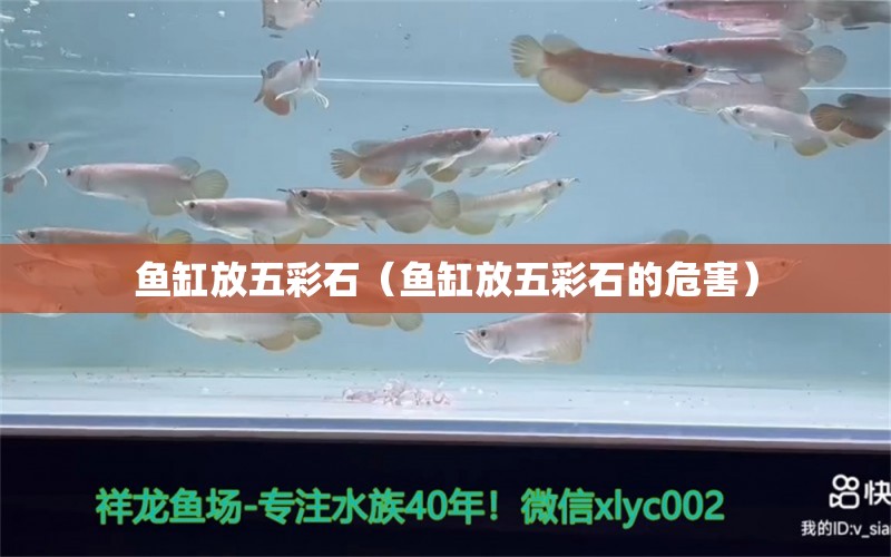 魚(yú)缸放五彩石（魚(yú)缸放五彩石的危害） 祥龍水族醫(yī)院