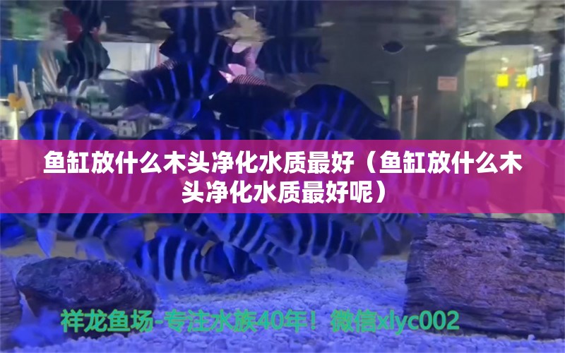 魚缸放什么木頭凈化水質最好（魚缸放什么木頭凈化水質最好呢）