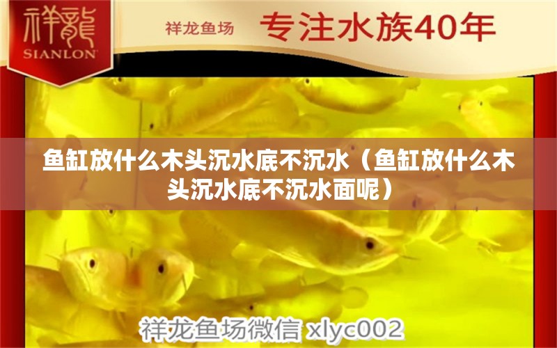 魚缸放什么木頭沉水底不沉水（魚缸放什么木頭沉水底不沉水面呢）