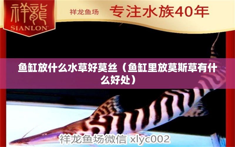 魚(yú)缸放什么水草好莫絲（魚(yú)缸里放莫斯草有什么好處）