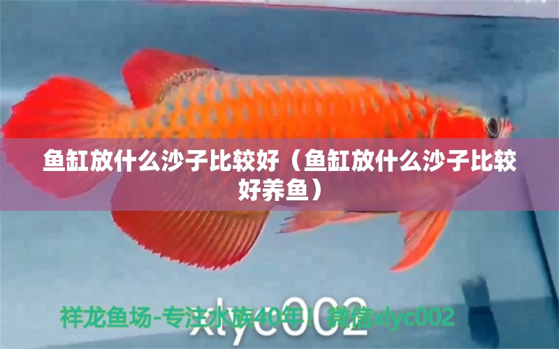 魚缸放什么沙子比較好（魚缸放什么沙子比較好養(yǎng)魚） 量子養(yǎng)魚技術(shù)