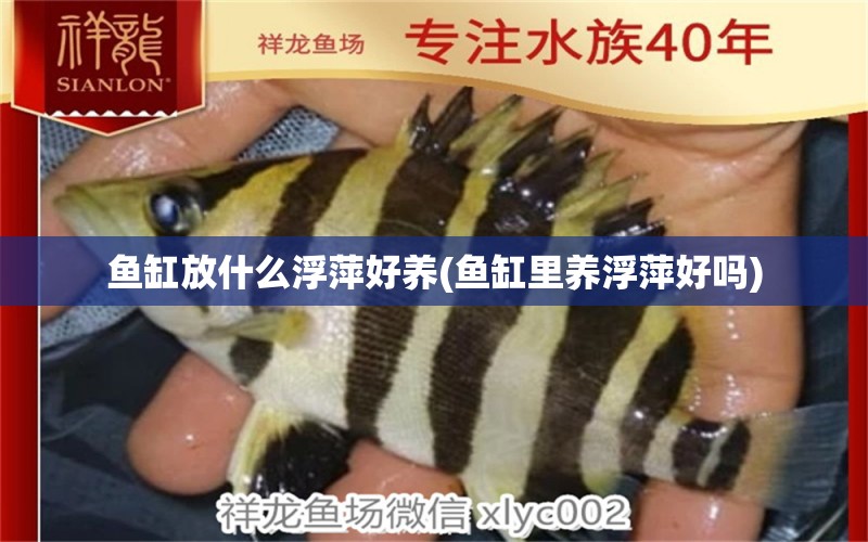 魚缸放什么浮萍好養(yǎng)(魚缸里養(yǎng)浮萍好嗎) 蝴蝶鯉魚苗