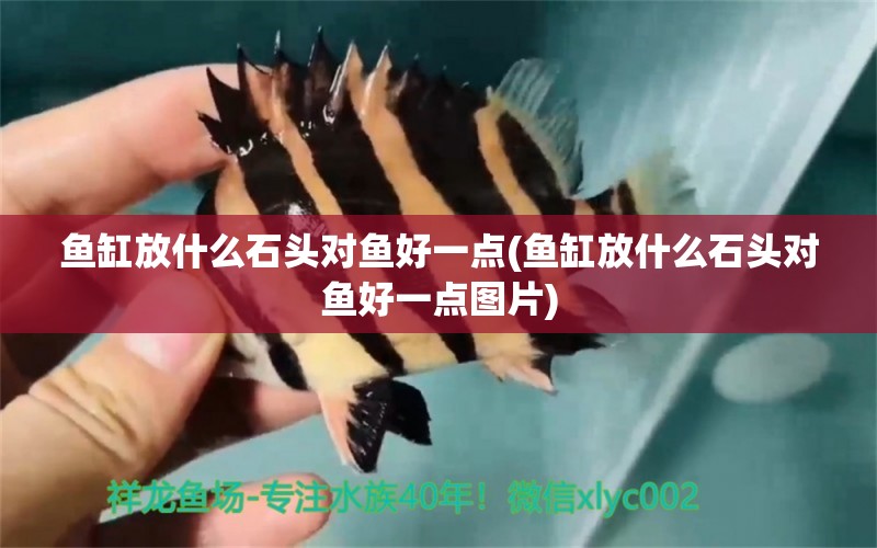 魚缸放什么石頭對魚好一點(魚缸放什么石頭對魚好一點圖片) 觀賞魚魚苗 第1張