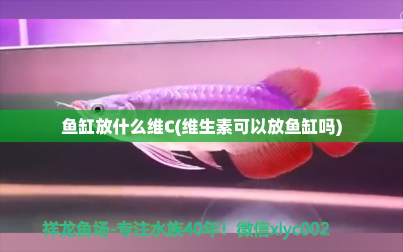 魚(yú)缸放什么維C(維生素可以放魚(yú)缸嗎)