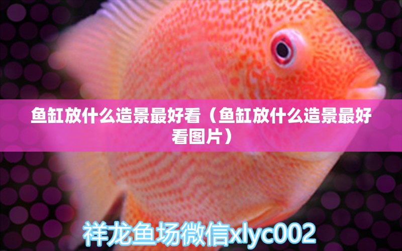 魚缸放什么造景最好看（魚缸放什么造景最好看圖片）