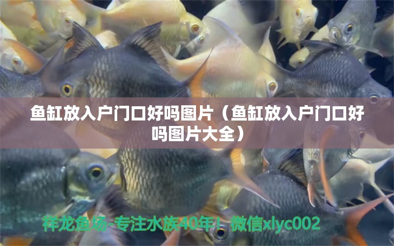 魚缸放入戶門口好嗎圖片（魚缸放入戶門口好嗎圖片大全） 祥龍水族醫(yī)院