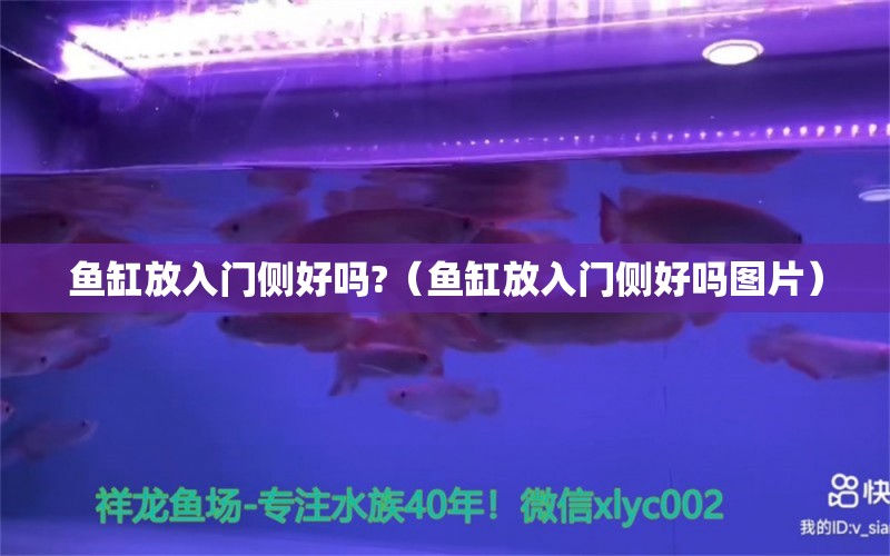 魚缸放入門側(cè)好嗎?（魚缸放入門側(cè)好嗎圖片） 暹羅巨鯉