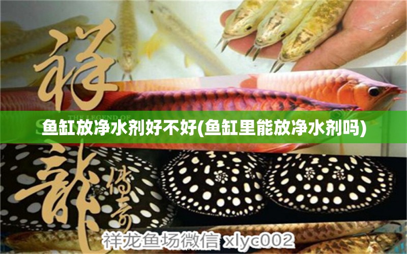 魚(yú)缸放凈水劑好不好(魚(yú)缸里能放凈水劑嗎) 財(cái)神鸚鵡魚(yú)