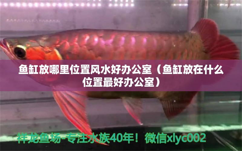 魚缸放哪里位置風(fēng)水好辦公室（魚缸放在什么位置最好辦公室）