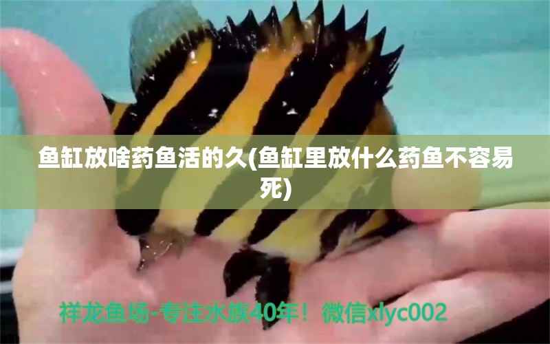 魚(yú)缸放啥藥魚(yú)活的久(魚(yú)缸里放什么藥魚(yú)不容易死) 藍(lán)底過(guò)背金龍魚(yú)