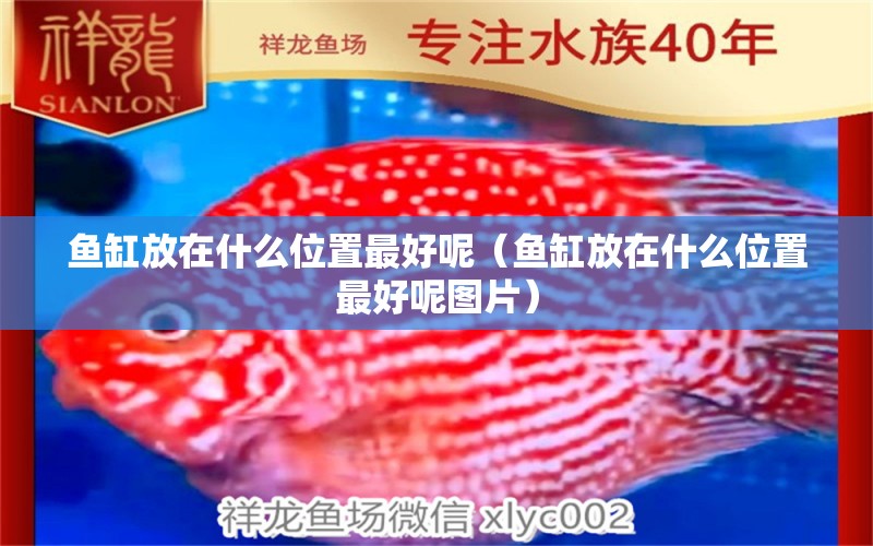 魚缸放在什么位置最好呢（魚缸放在什么位置最好呢圖片） 祥龍水族醫(yī)院