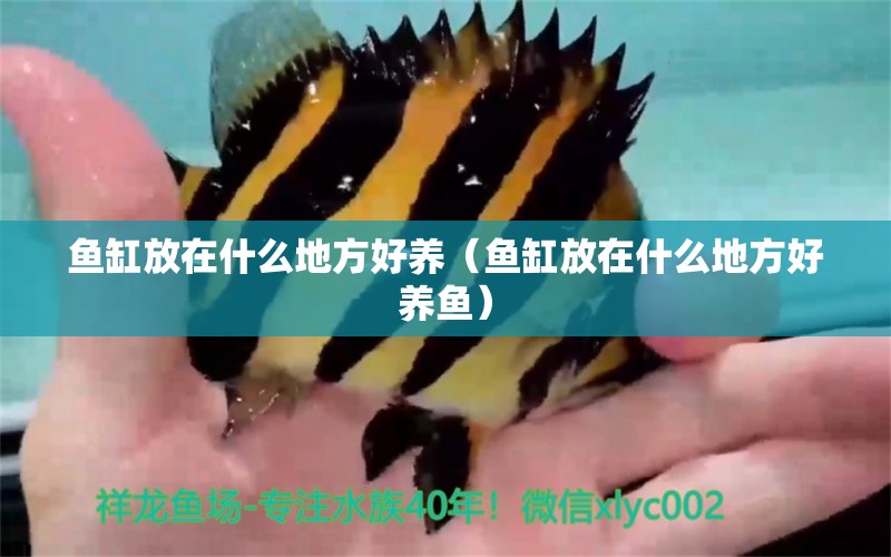 魚缸放在什么地方好養(yǎng)（魚缸放在什么地方好養(yǎng)魚）