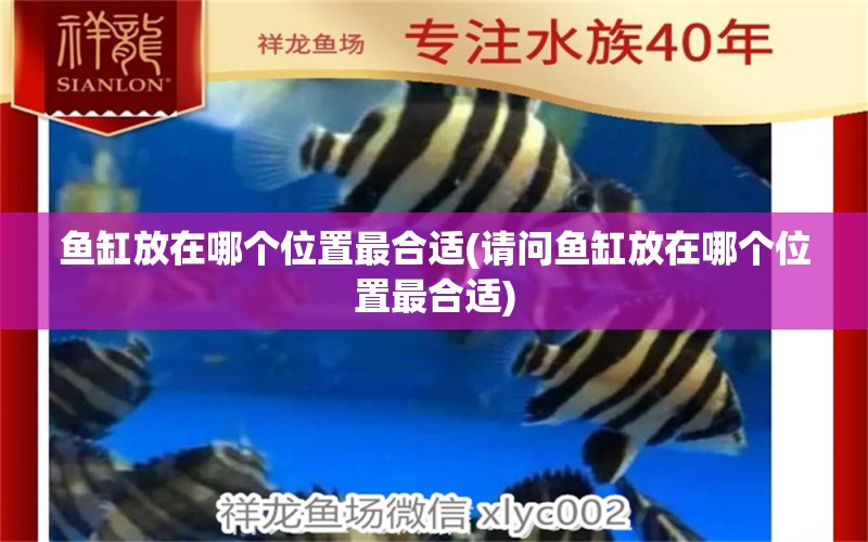 魚缸放在哪個位置最合適(請問魚缸放在哪個位置最合適) 黑影道人魚