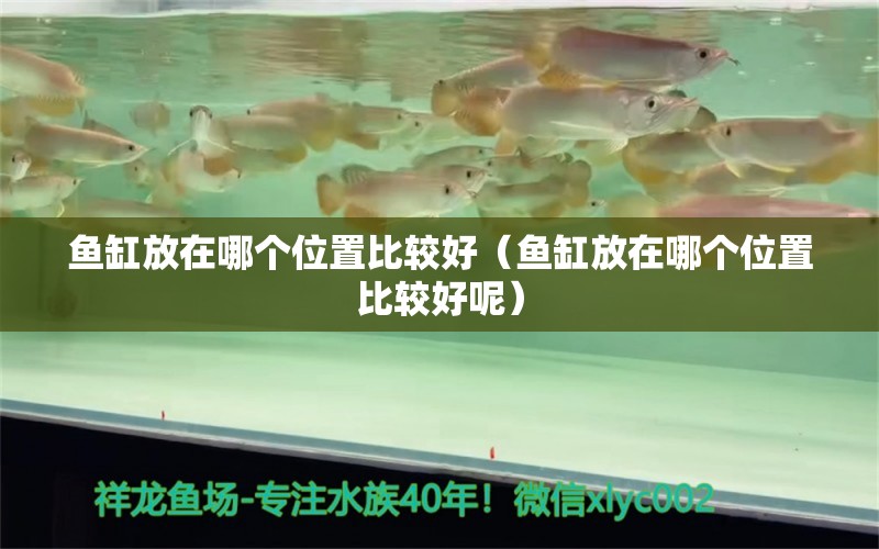 魚缸放在哪個位置比較好（魚缸放在哪個位置比較好呢）