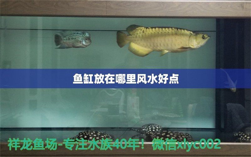 魚缸放在哪里風(fēng)水好點(diǎn) 魚缸風(fēng)水