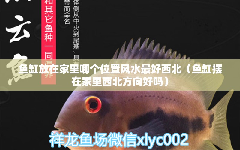 魚缸放在家里哪個位置風水最好西北（魚缸擺在家里西北方向好嗎）