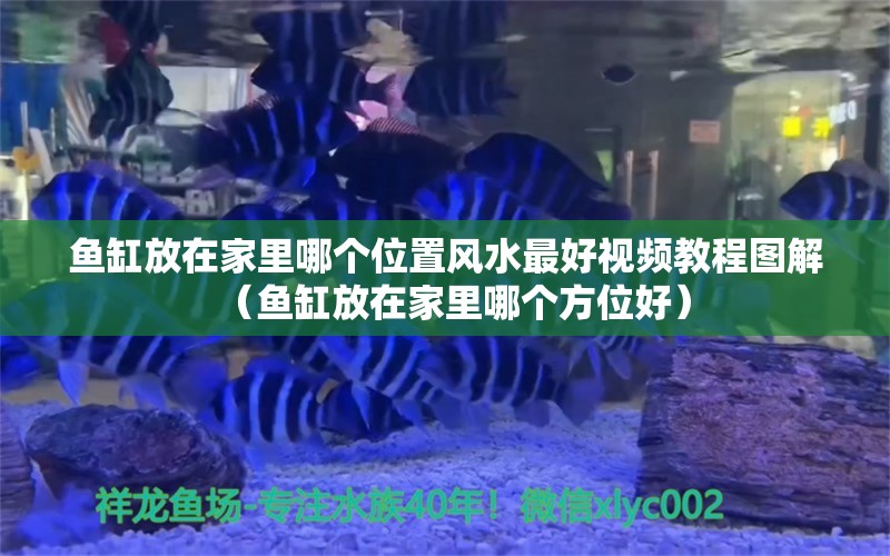 魚缸放在家里哪個位置風水最好視頻教程圖解（魚缸放在家里哪個方位好）