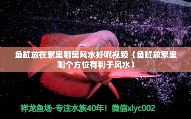 魚缸放在家里哪里風(fēng)水好呢視頻（魚缸放家里哪個(gè)方位有利于風(fēng)水） 魚缸風(fēng)水