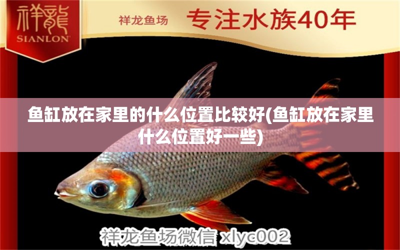 魚缸放在家里的什么位置比較好(魚缸放在家里什么位置好一些) 錦鯉飼料