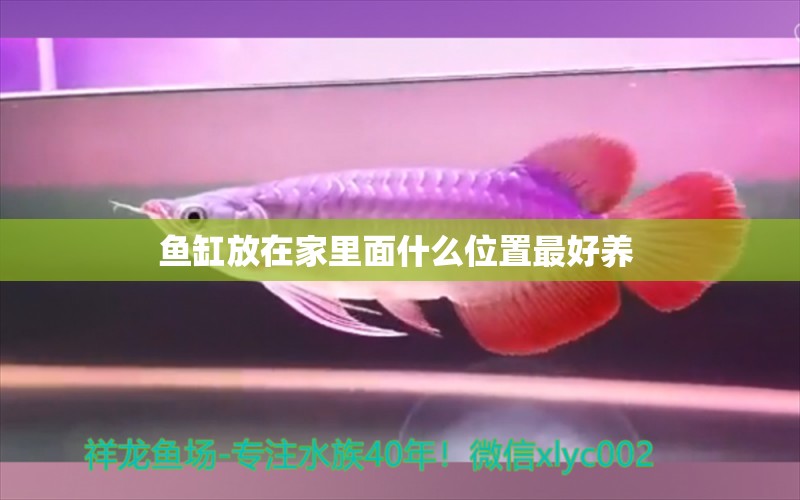 魚缸放在家里面什么位置最好養(yǎng) 