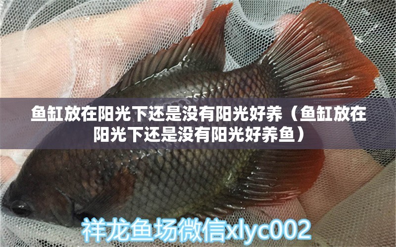 魚缸放在陽光下還是沒有陽光好養(yǎng)（魚缸放在陽光下還是沒有陽光好養(yǎng)魚）