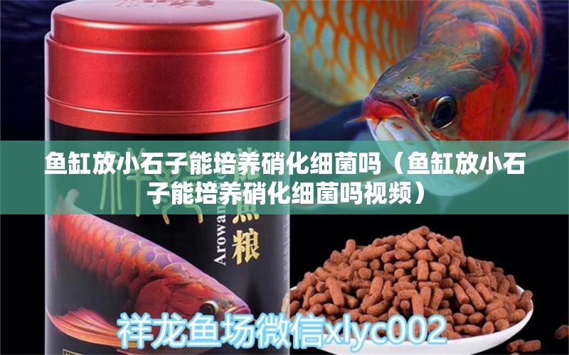 魚缸放小石子能培養(yǎng)硝化細菌嗎（魚缸放小石子能培養(yǎng)硝化細菌嗎視頻）