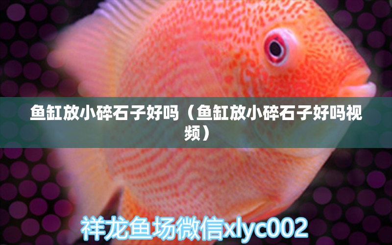 魚(yú)缸放小碎石子好嗎（魚(yú)缸放小碎石子好嗎視頻）