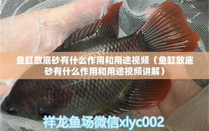 魚缸放底砂有什么作用和用途視頻（魚缸放底砂有什么作用和用途視頻講解）