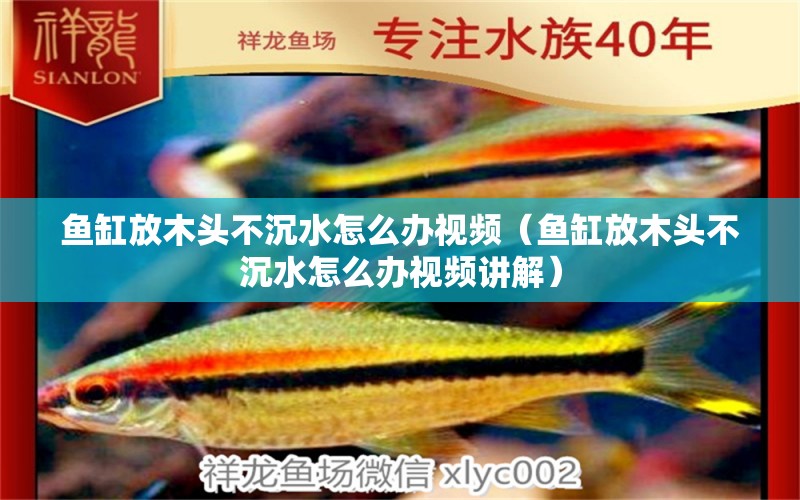 魚缸放木頭不沉水怎么辦視頻（魚缸放木頭不沉水怎么辦視頻講解）