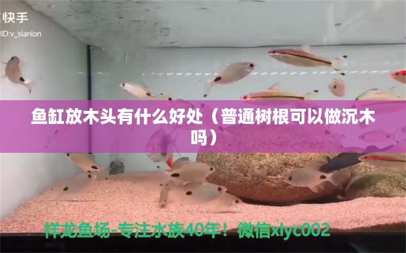 魚(yú)缸放木頭有什么好處（普通樹(shù)根可以做沉木嗎）