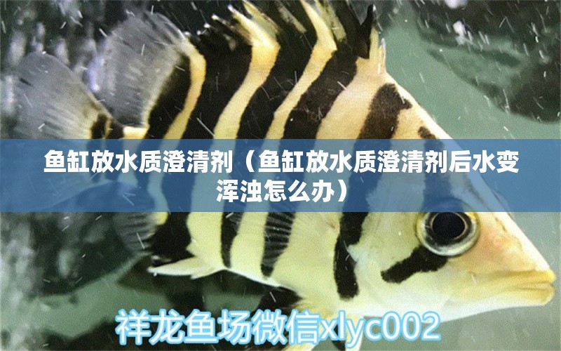 魚缸放水質(zhì)澄清劑（魚缸放水質(zhì)澄清劑后水變渾濁怎么辦） 黃金斑馬魚