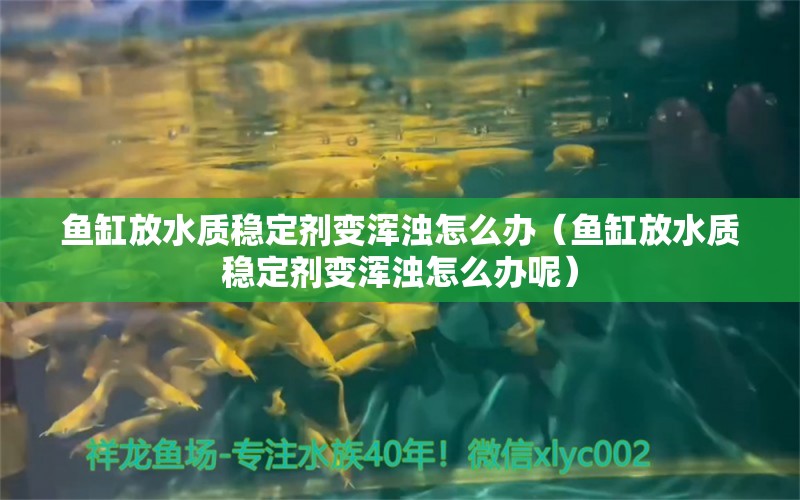 魚缸放水質(zhì)穩(wěn)定劑變渾濁怎么辦（魚缸放水質(zhì)穩(wěn)定劑變渾濁怎么辦呢） 祥龍水族醫(yī)院