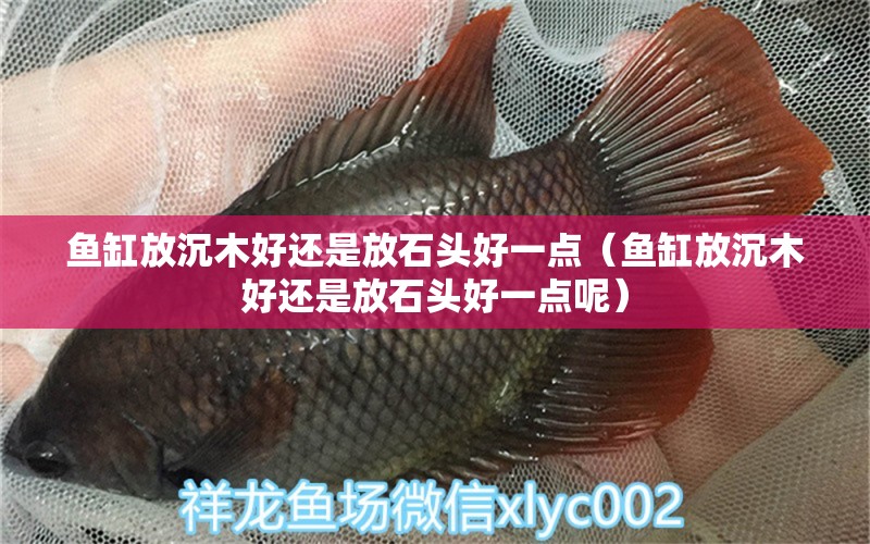 魚(yú)缸放沉木好還是放石頭好一點(diǎn)（魚(yú)缸放沉木好還是放石頭好一點(diǎn)呢） 其他品牌魚(yú)缸