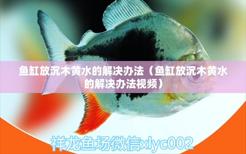 魚缸放沉木黃水的解決辦法（魚缸放沉木黃水的解決辦法視頻）