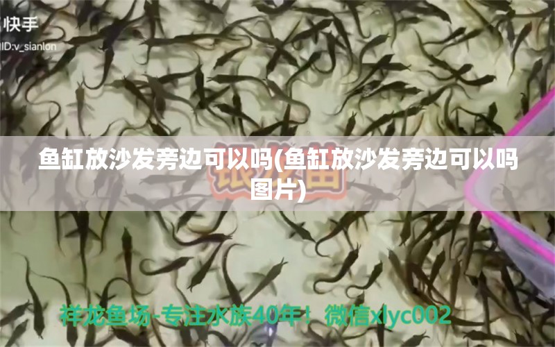 魚(yú)缸放沙發(fā)旁邊可以嗎(魚(yú)缸放沙發(fā)旁邊可以嗎圖片) 皇冠黑白魟魚(yú)