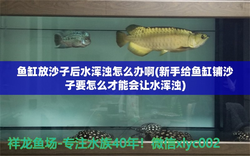 魚缸放沙子后水渾濁怎么辦啊(新手給魚缸鋪沙子要怎么才能會讓水渾濁) 巴卡雷龍魚