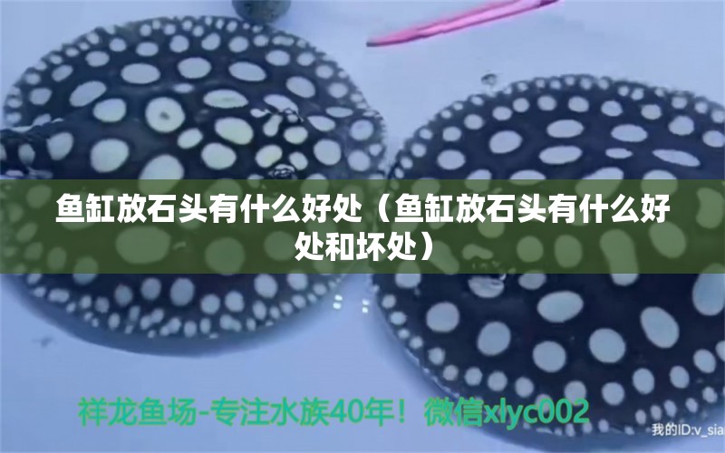 魚缸放石頭有什么好處（魚缸放石頭有什么好處和壞處）