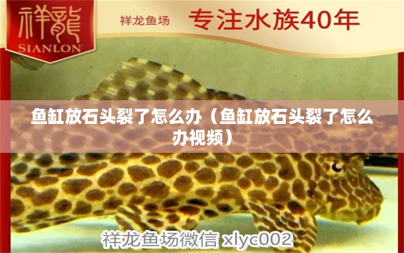 魚(yú)缸放石頭裂了怎么辦（魚(yú)缸放石頭裂了怎么辦視頻）