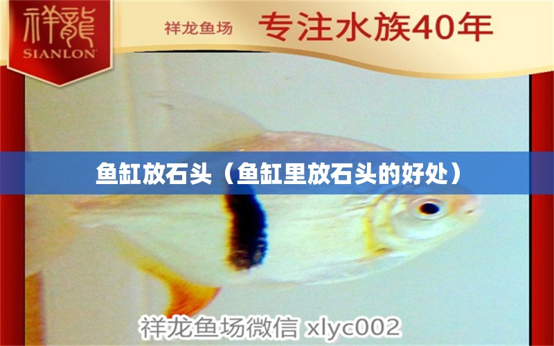 魚缸放石頭（魚缸里放石頭的好處）