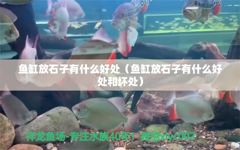 魚(yú)缸放石子有什么好處（魚(yú)缸放石子有什么好處和壞處）