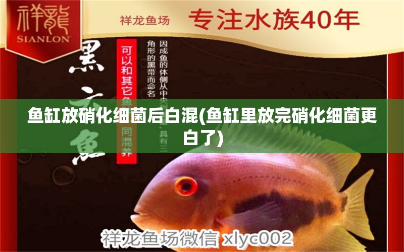 魚缸放硝化細(xì)菌后白混(魚缸里放完硝化細(xì)菌更白了) 硝化細(xì)菌 第1張