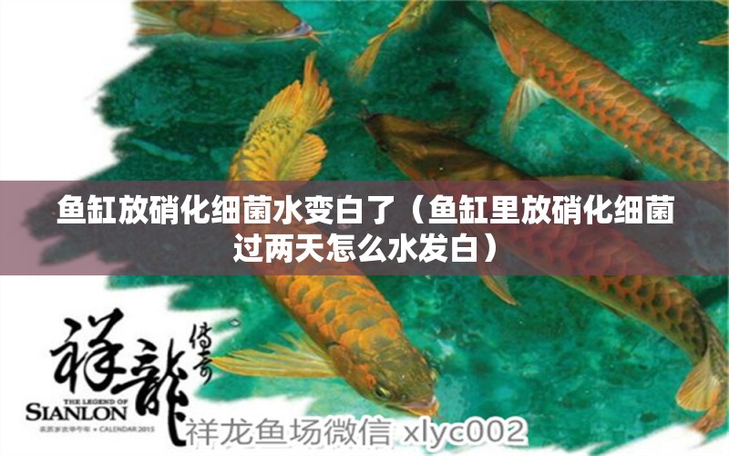 魚缸放硝化細菌水變白了（魚缸里放硝化細菌過兩天怎么水發(fā)白） 黑帝王魟魚