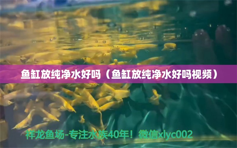 魚缸放純凈水好嗎（魚缸放純凈水好嗎視頻）