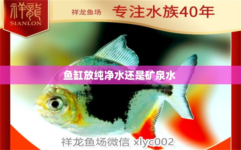 魚缸放純凈水還是礦泉水 