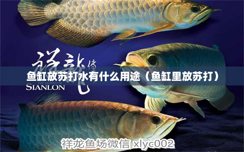 魚缸放蘇打水有什么用途（魚缸里放蘇打）