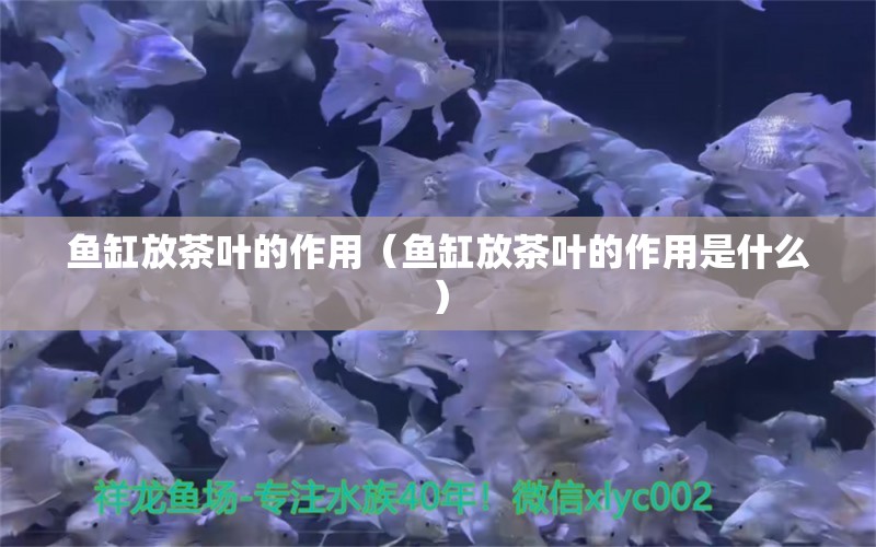 魚缸放茶葉的作用（魚缸放茶葉的作用是什么）