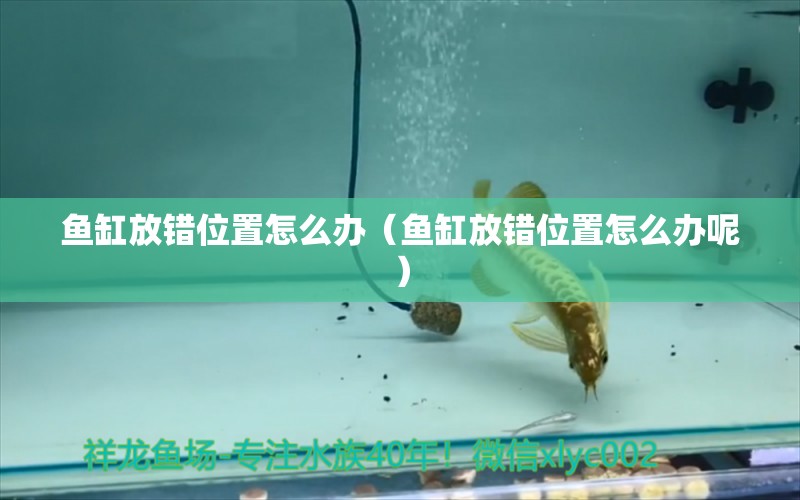 魚缸放錯位置怎么辦（魚缸放錯位置怎么辦呢） 其他品牌魚缸