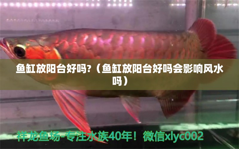 魚缸放陽臺好嗎?（魚缸放陽臺好嗎會影響風(fēng)水嗎）