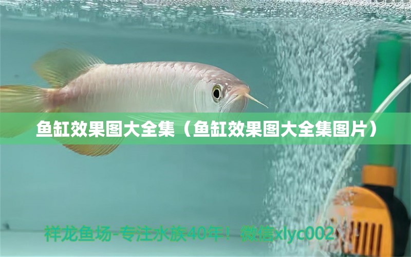 魚缸效果圖大全集（魚缸效果圖大全集圖片）