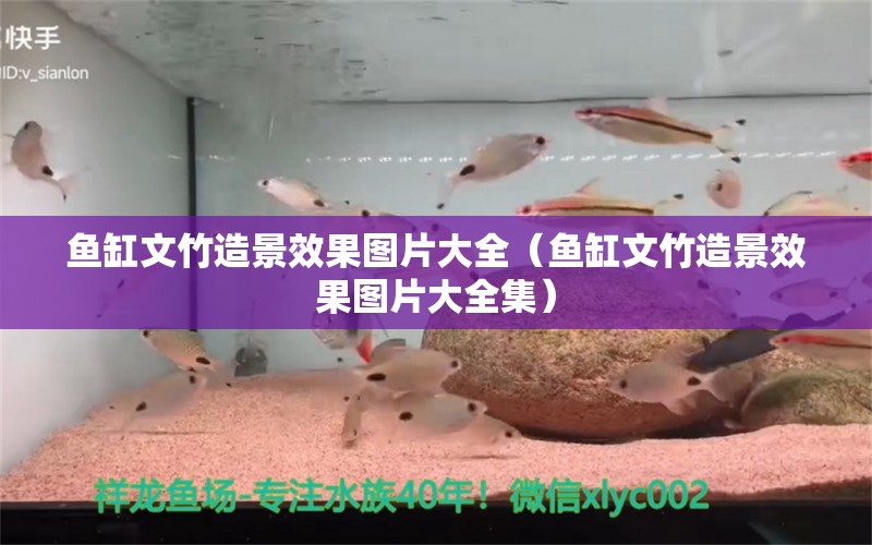 魚缸文竹造景效果圖片大全（魚缸文竹造景效果圖片大全集）